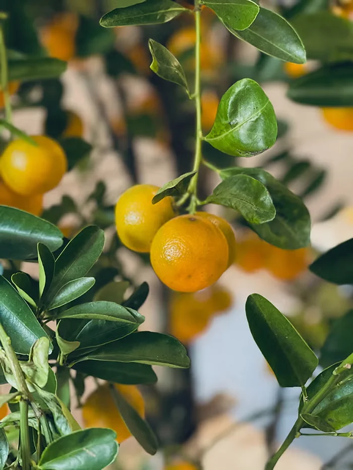 Dwarf Meyer lemon