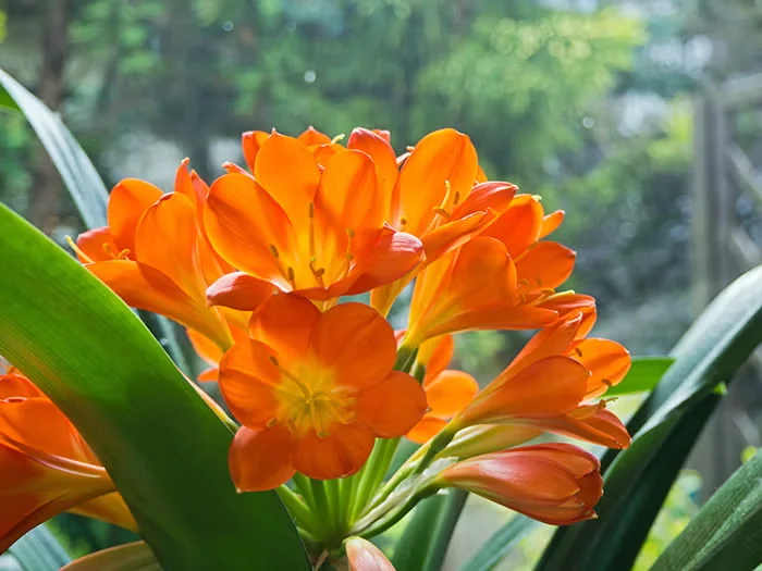 Clivia in bloom