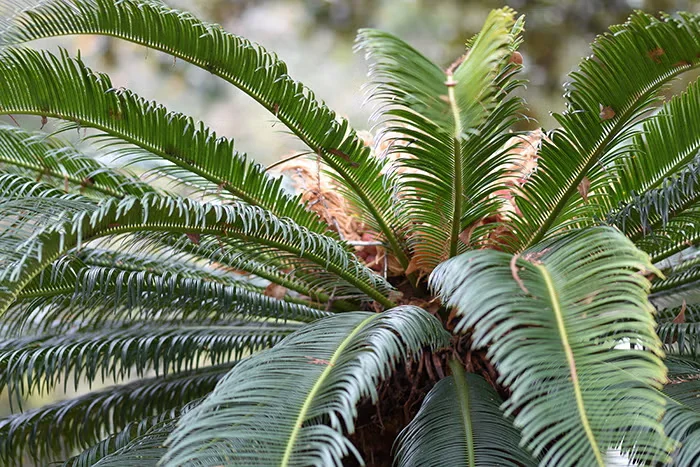 Sago palm
