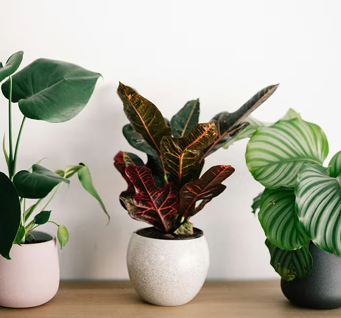 How to Clean New Houseplants Before You Display Them
