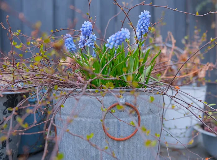 How to Force Grape Hyacinths Indoors