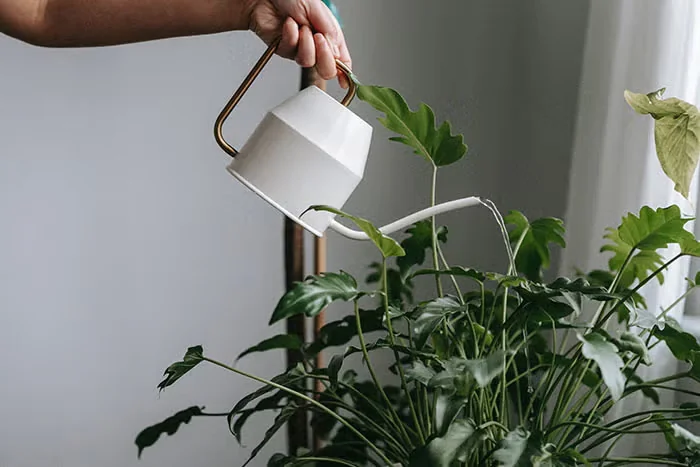 How to Get Rid of Fungus Gnats