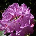How to Grow a Rhododendron in a Container