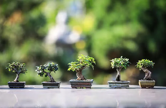 Indoor Bonsai: Choose Wisely for Success