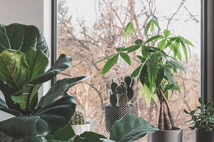 Keep Up with Houseplants As the Seasons Change