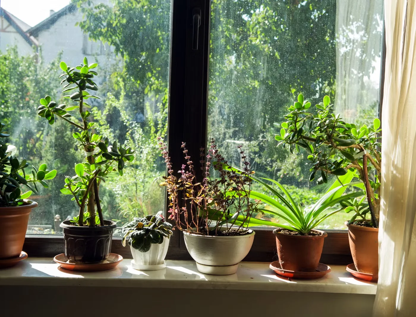 Keeping Houseplants Happy and Healthy