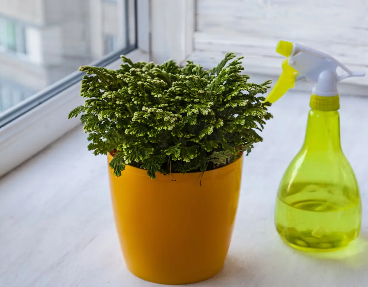 Keeping Houseplants Happy and Healthy