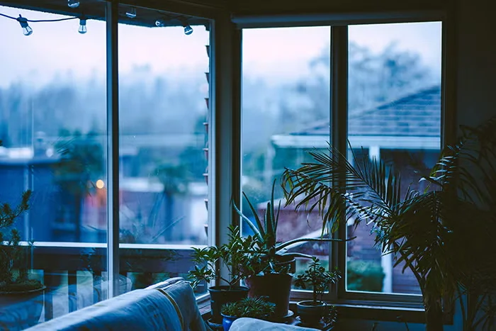 Keeping Houseplants Healthy in Winter