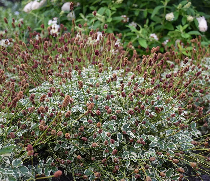 'Little Angel', a dwarf sanguisorba, blooms from mid- to late summer with rounded flowers in proportion to its tiny leaves. The flowers begin maroon and fade to warm tan with time.