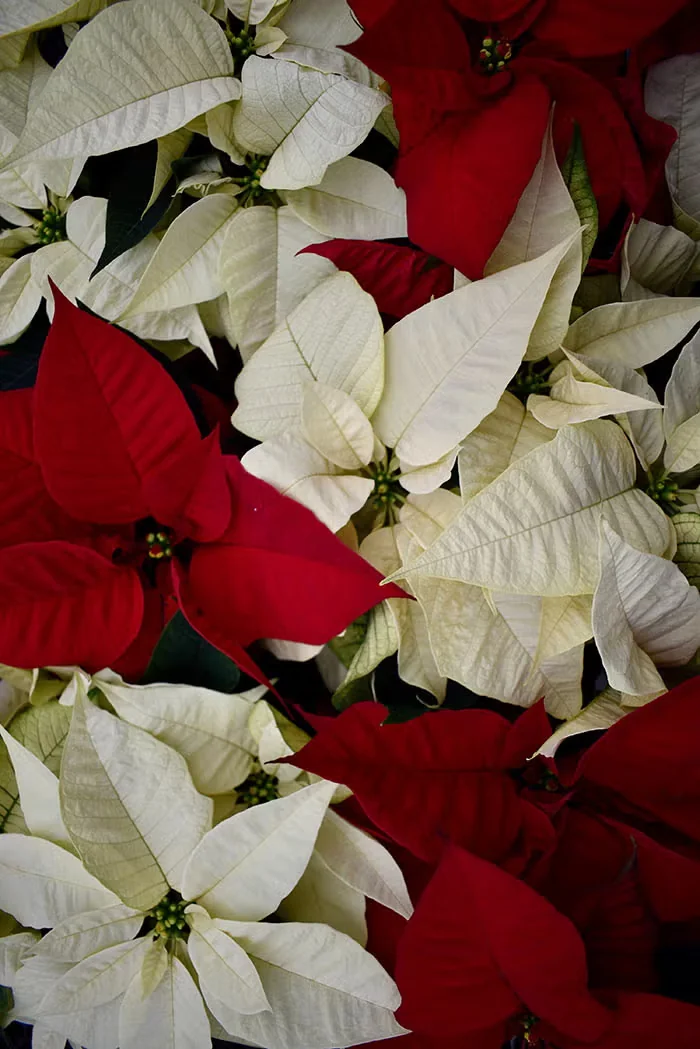 Making the Most of a Poinsettia and Other Holiday Plants