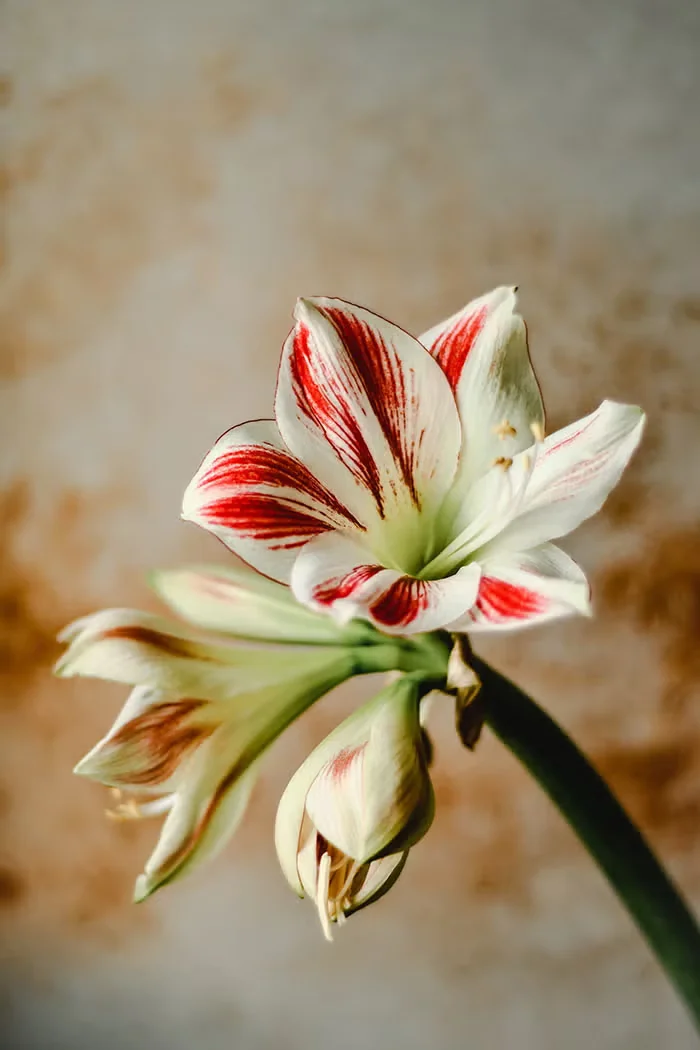 Making the Most of a Poinsettia and Other Holiday Plants