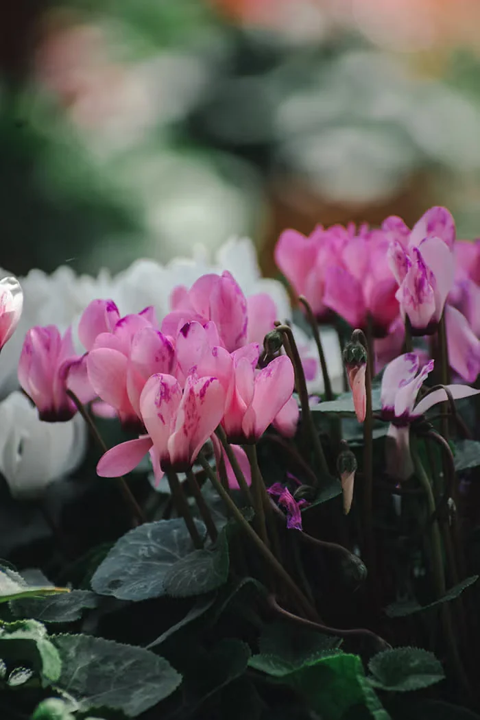 Making the Most of a Poinsettia and Other Holiday Plants