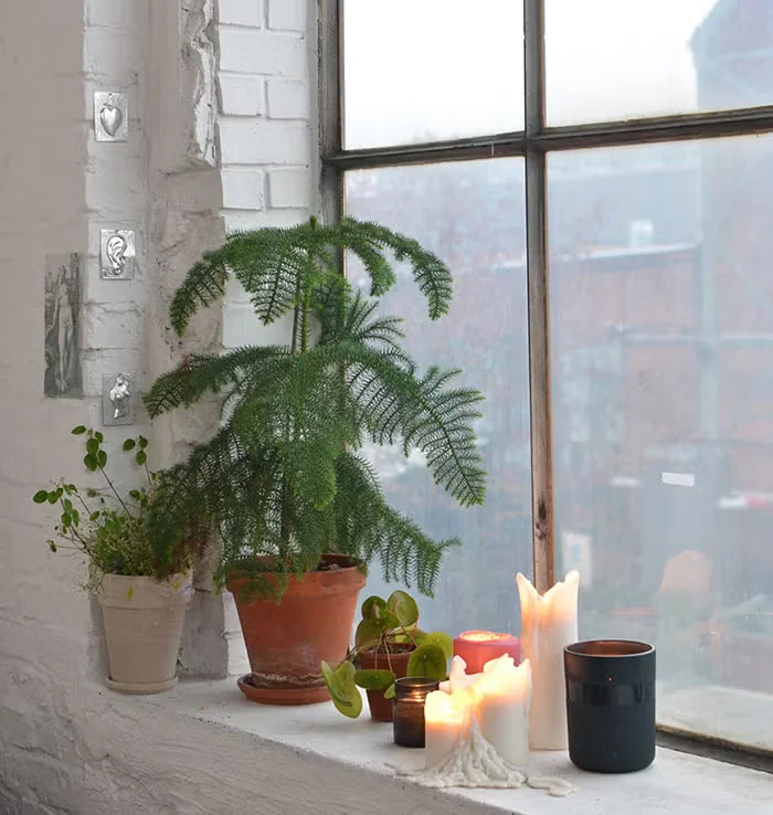 Making the Most of a Poinsettia and Other Holiday Plants