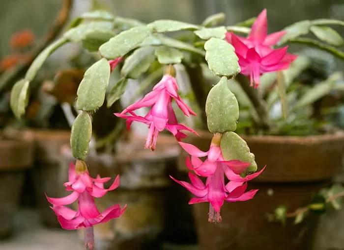 Making the Most of a Poinsettia and Other Holiday Plants