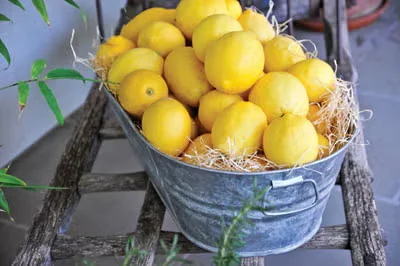 Meyer Lemon Is the Winner for Homegrown Fruit
