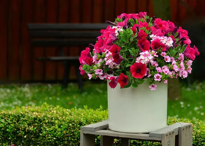 Midsummer Tips for Container Gardeners