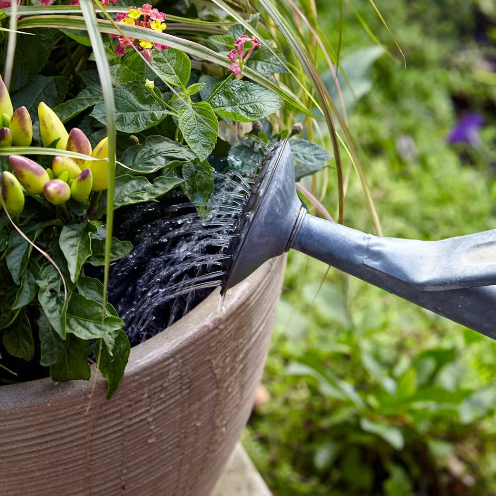 Midsummer Tips for Container Gardeners