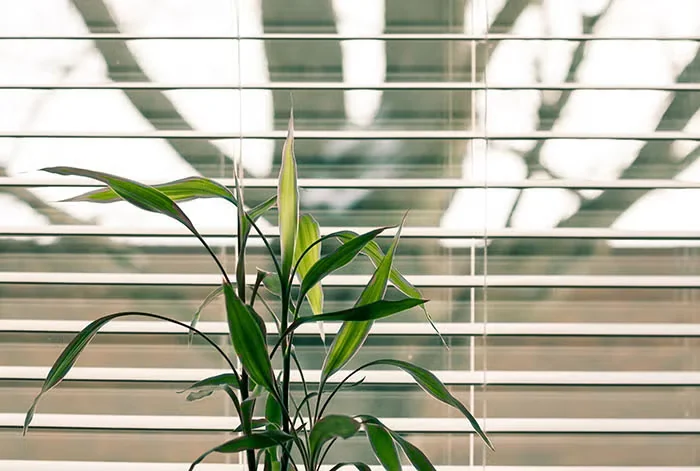 Moving Houseplants Back Indoors in the Fall