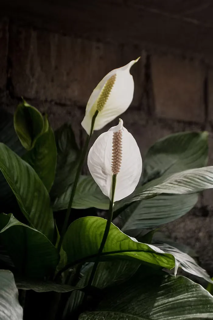 Non-Traditional Holiday Houseplants