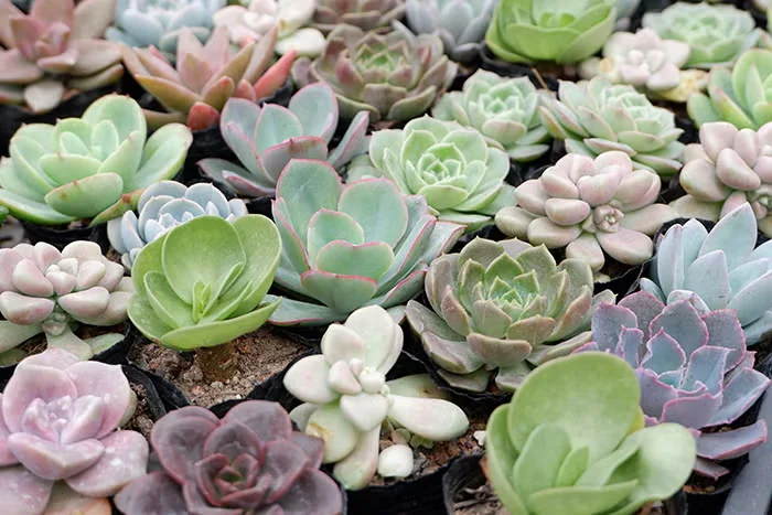 Non-Traditional Holiday Houseplants