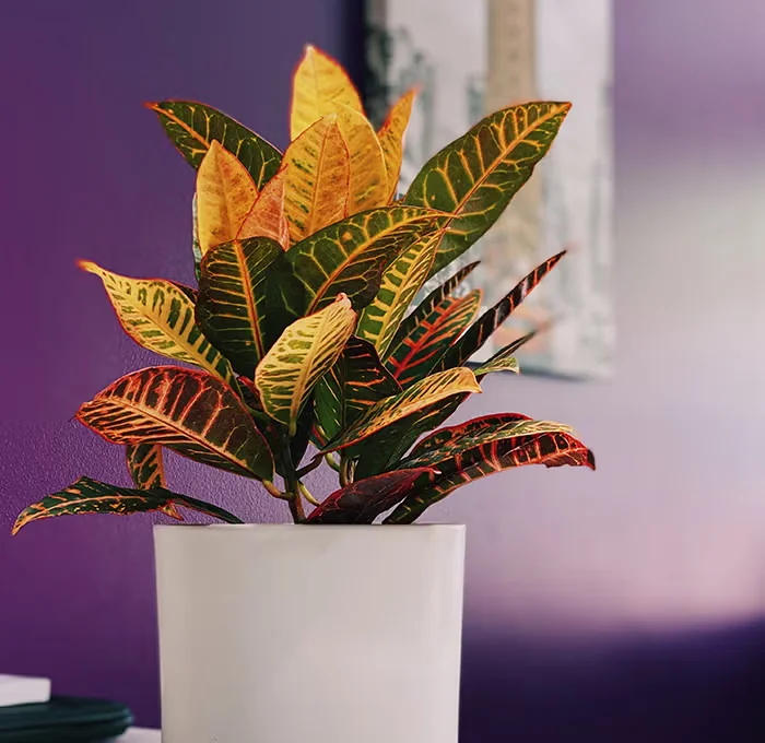 Croton