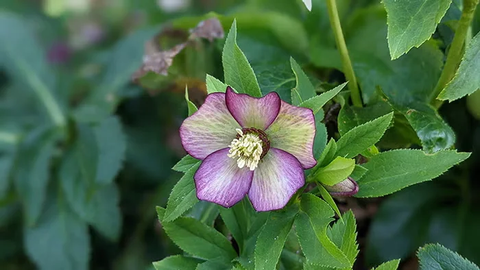 Hellebore