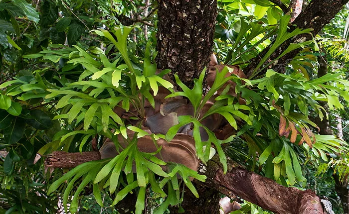 Staghorn fern