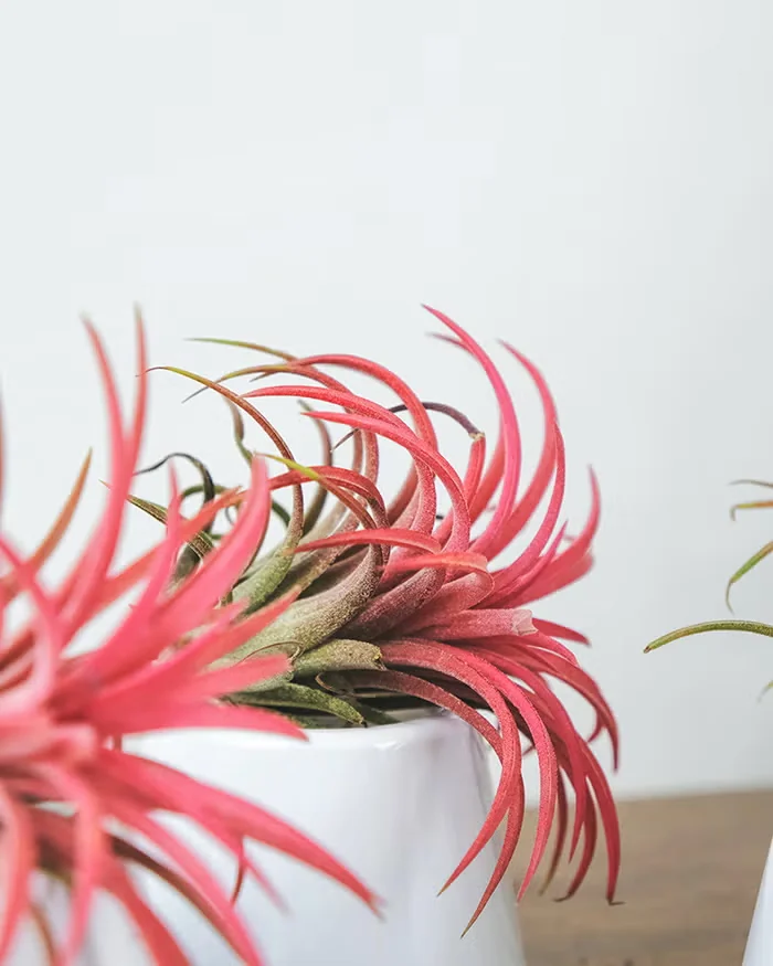 Non-Traditional Holiday Houseplants