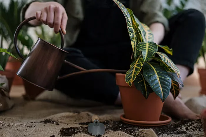 Overwater Houseplants? These Can Handle It