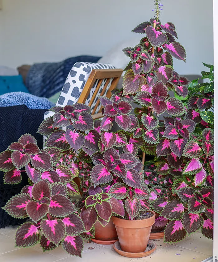 Overwintering Tropical Plants in Colder Climates