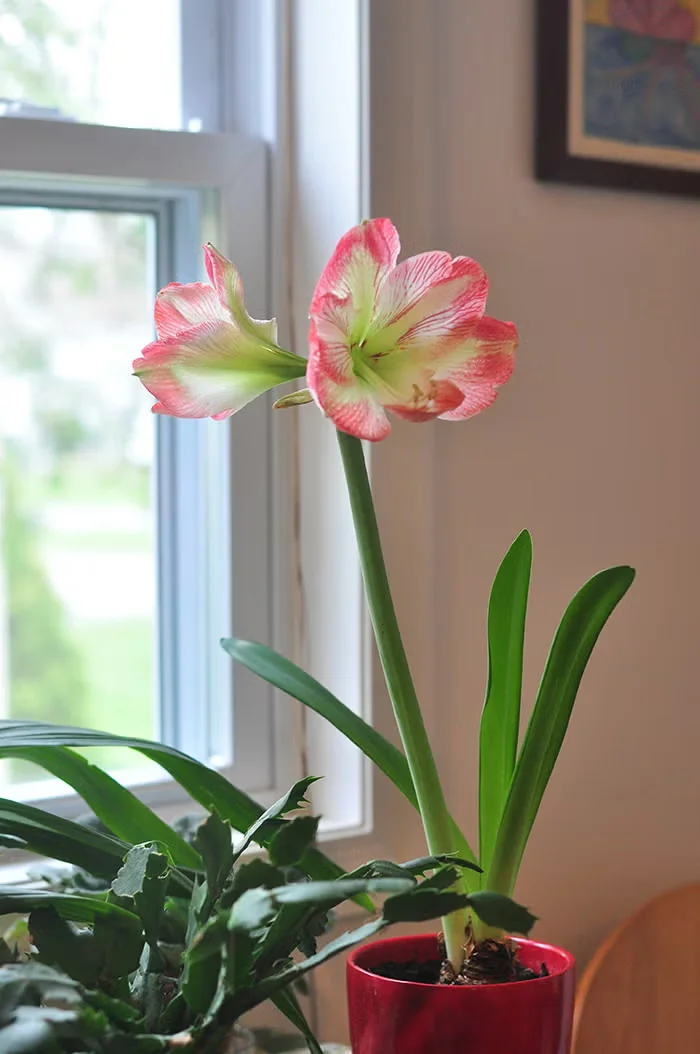 Planting and Growing Amaryllis to Flower for the Holidays