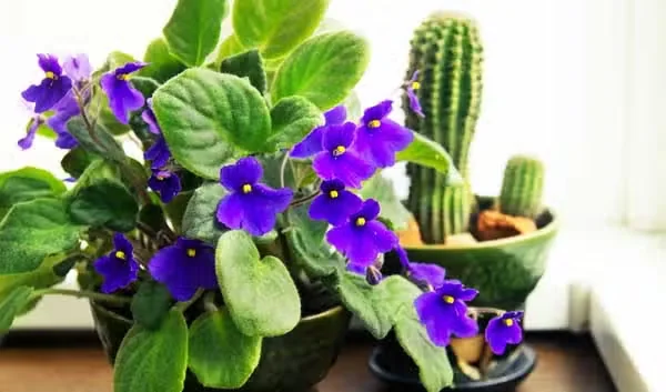 Plants That Prefer to be Root Bound