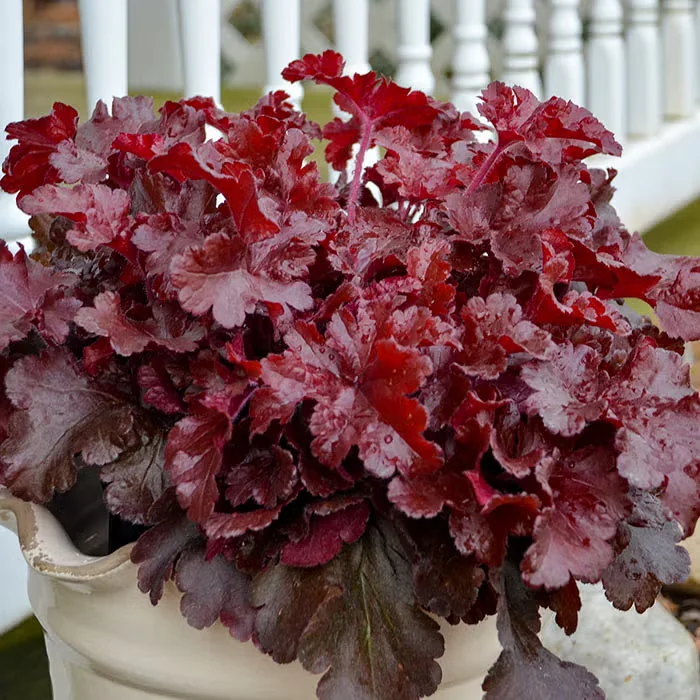 Potted Perennials Survive Winter with These Methods