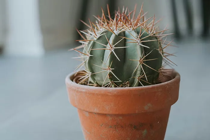 Repot Cactus Plants Without Getting Pricked