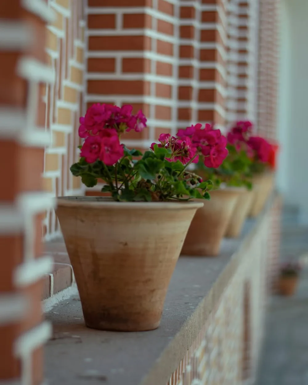Reusing Potting Soil from Year to Year