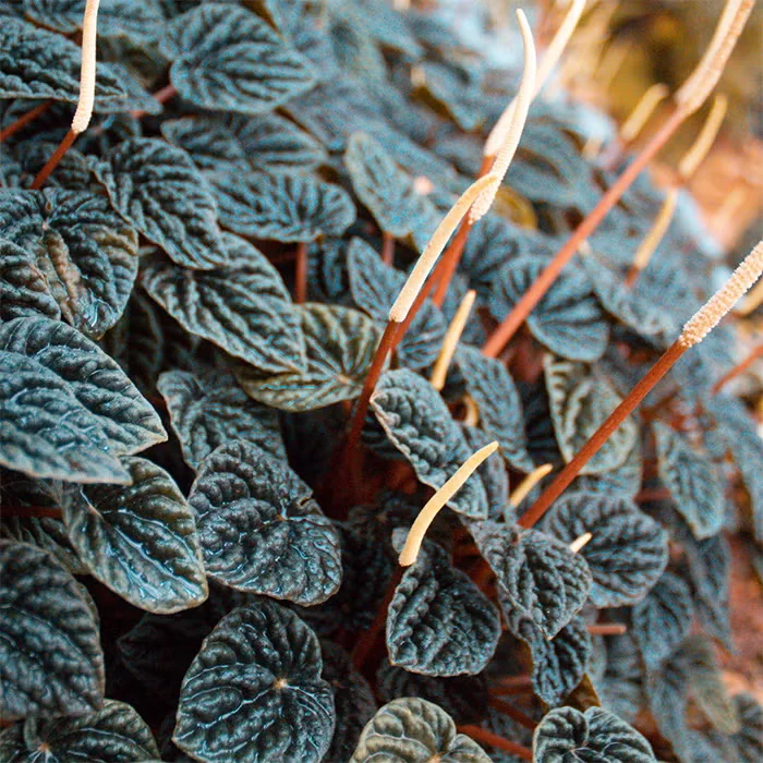 Rippled Peperomia Makes an Easy Houseplant in Lower Light