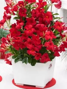 'Sundenia Red' is a Plant We Love
