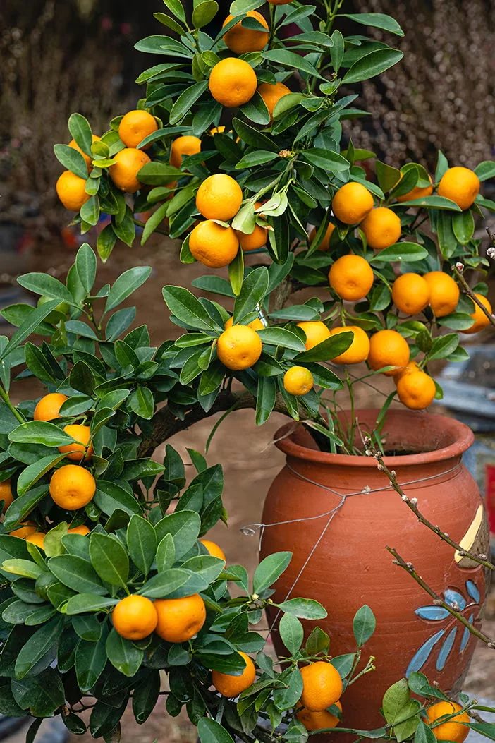 Bad choice: Because of its curved shoulders, this pot will likely need to be broken to free the tree.