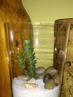The Key to Growing Cacti and Succulents in a Terrarium
