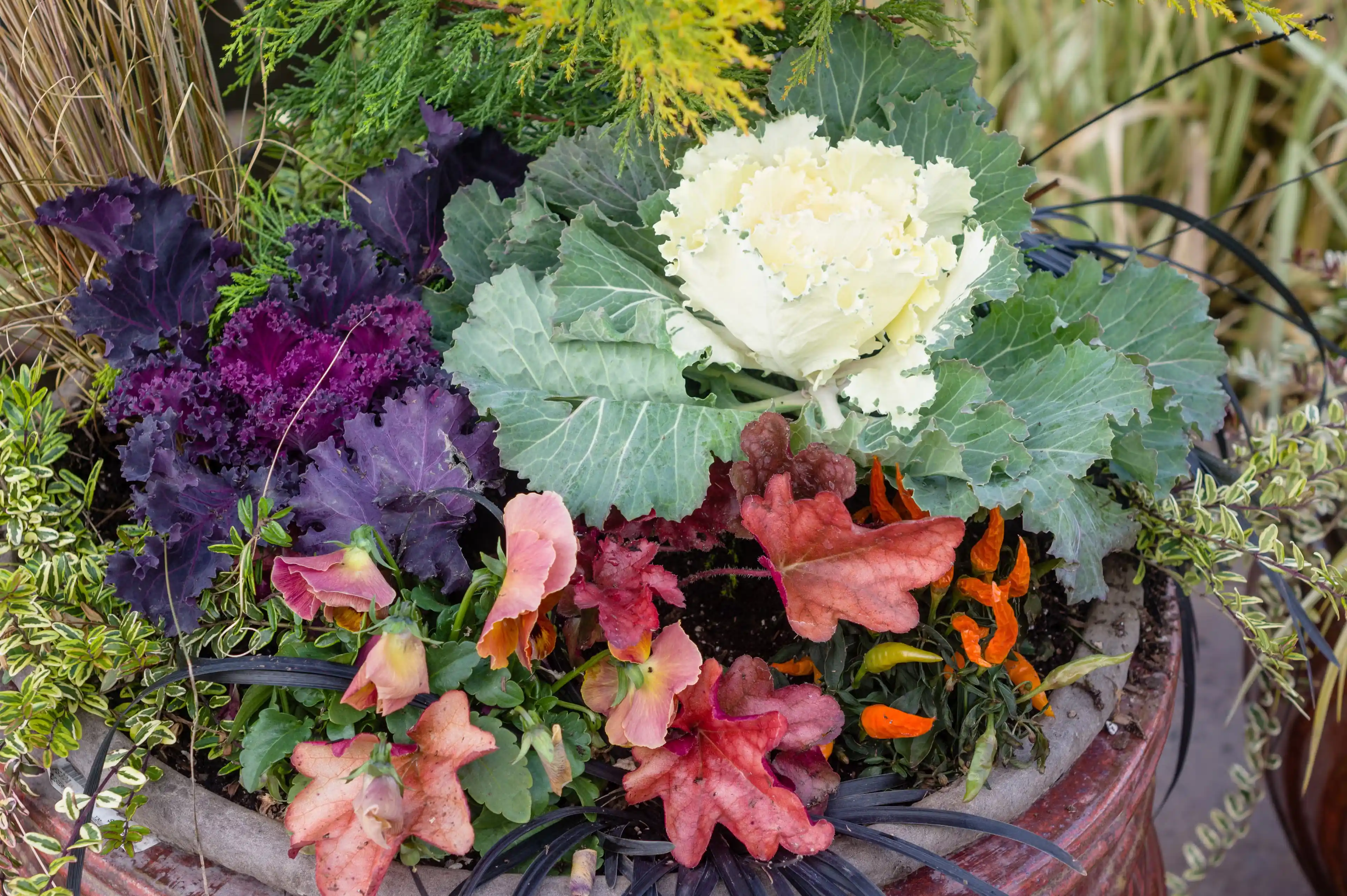 Purple and white cabbages join chili peppers, black mondo grass, a red-leaved heuchera and a salmon-colored pansy to create a fall container that will remain colorful well into fall.