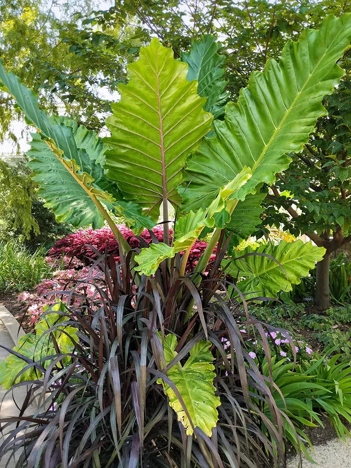 Tips for Growing Elephant Ears in Containers