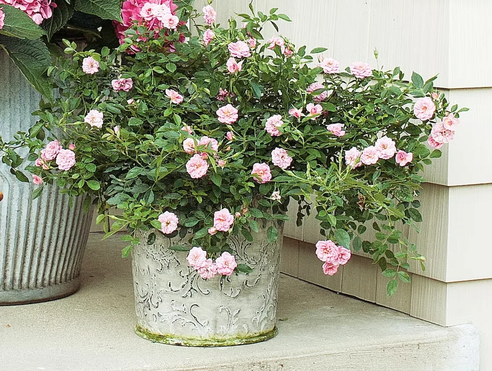 Tips for Growing Roses in Containers