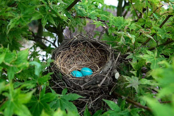 Tips for Keeping Birds out of Hanging Baskets