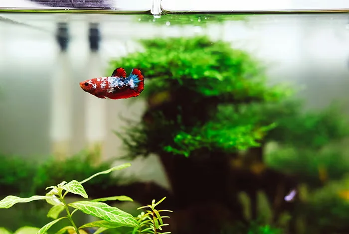Watering Houseplants With Fish Tank Water