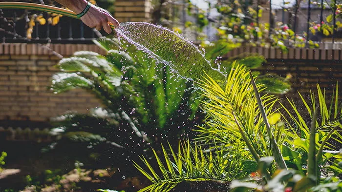 Watering the Summer Garden